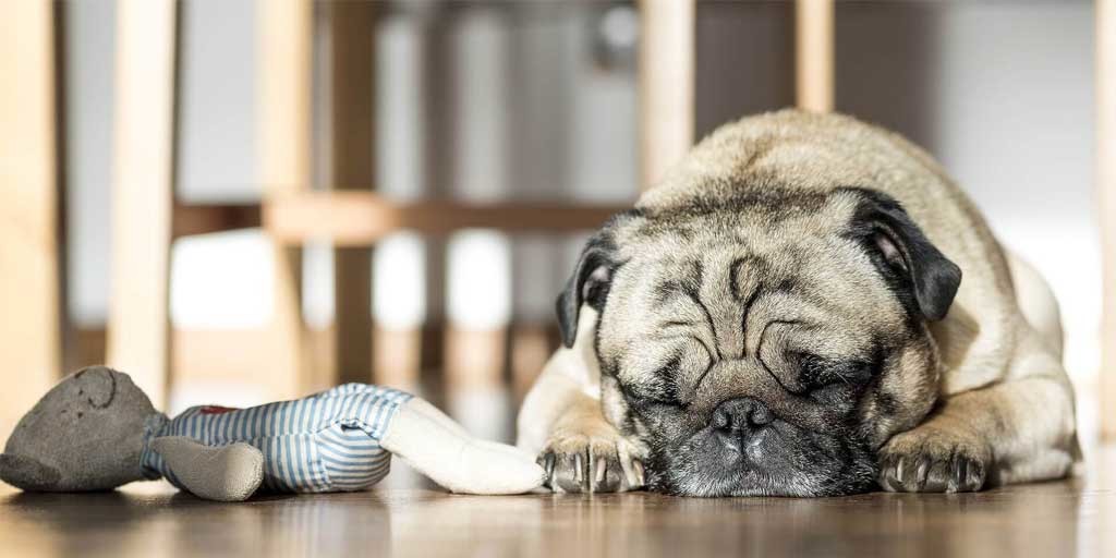 Best Quiet Vacuum Cleaners