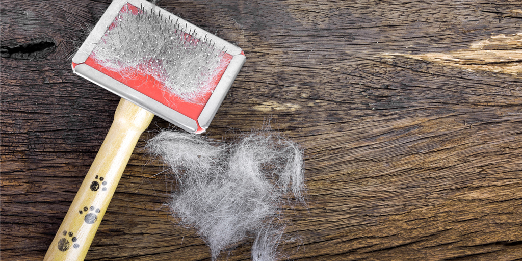 Best Vacuum for Pet Hair